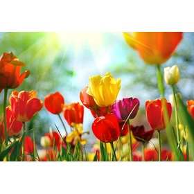 File tranh hoa tulip - 8688371