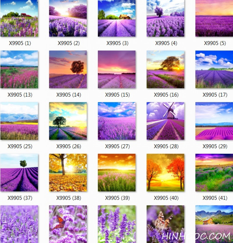 File bộ tranh phong cảnh hoa oải hương - T001