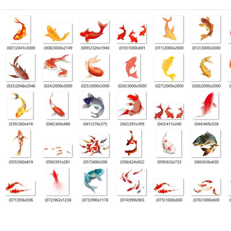 Free download 84 hình ảnh cá chép PNG chất lượng cao - F107